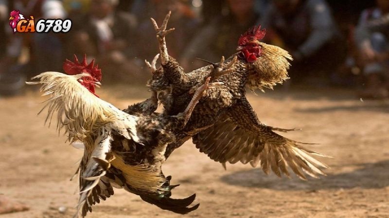 Khuyến mãi tại Ga6789: Khuyến mãi khủng dành cho thành viên 3 Khuyến mãi tại Ga6789