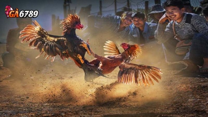 Đá gà cựa dao: Khám phá thế giới đá gà kịch tính tại Ga6789 3 Đá gà cựa dao